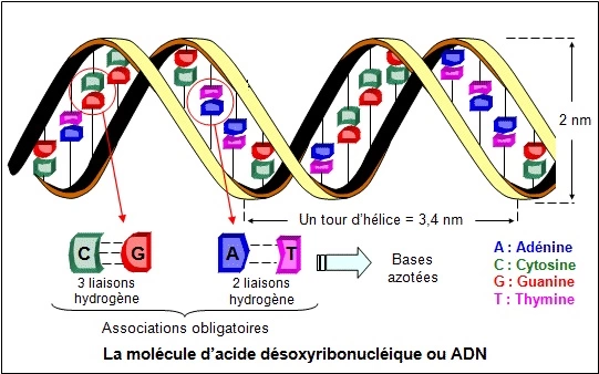 adn