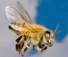 abeille